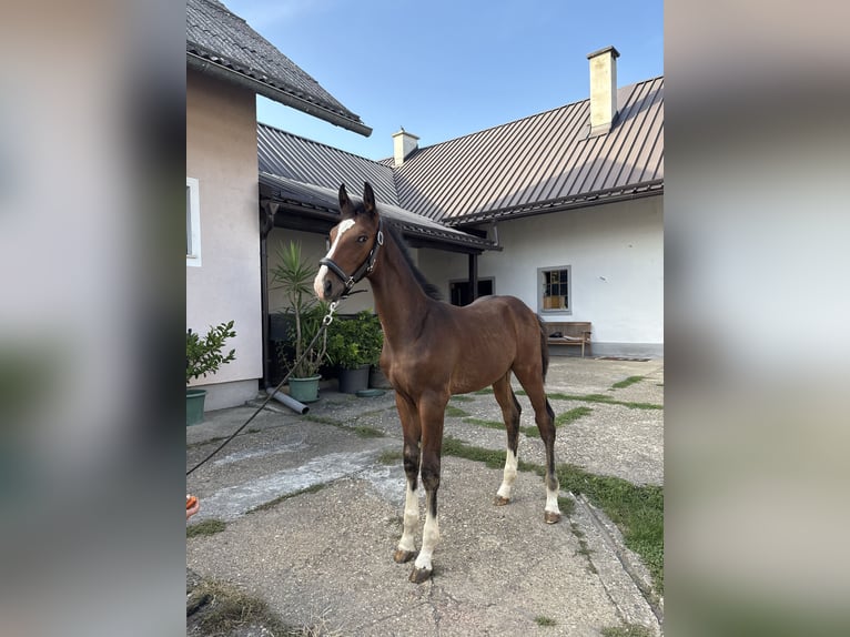 Austriacki koń gorącokrwisty Ogier Źrebak (05/2025) 172 cm Gniada in Bad Radkersburg