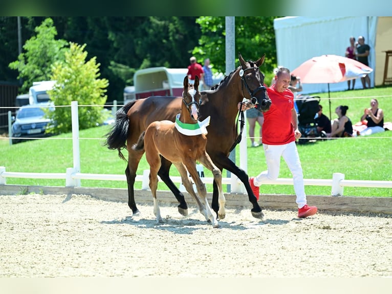 Austriacki koń gorącokrwisty Ogier Źrebak (05/2025) 172 cm Gniada in Bad Radkersburg