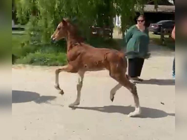 Austriacki koń gorącokrwisty Ogier Źrebak (06/2024) Gniada in Andorf