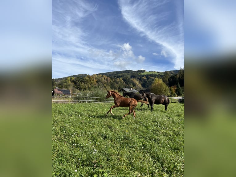 Austriacki koń gorącokrwisty Ogier Źrebak (05/2024) Kasztanowata in Öblarn