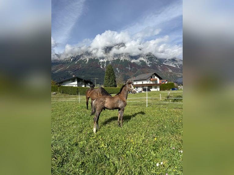 Austriacki koń gorącokrwisty Ogier Źrebak (07/2024) Siwa in Öblarn