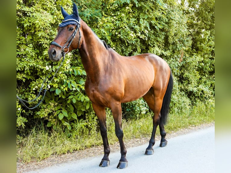 Austriacki koń gorącokrwisty Wałach 10 lat 170 cm Gniada in Götzendorf