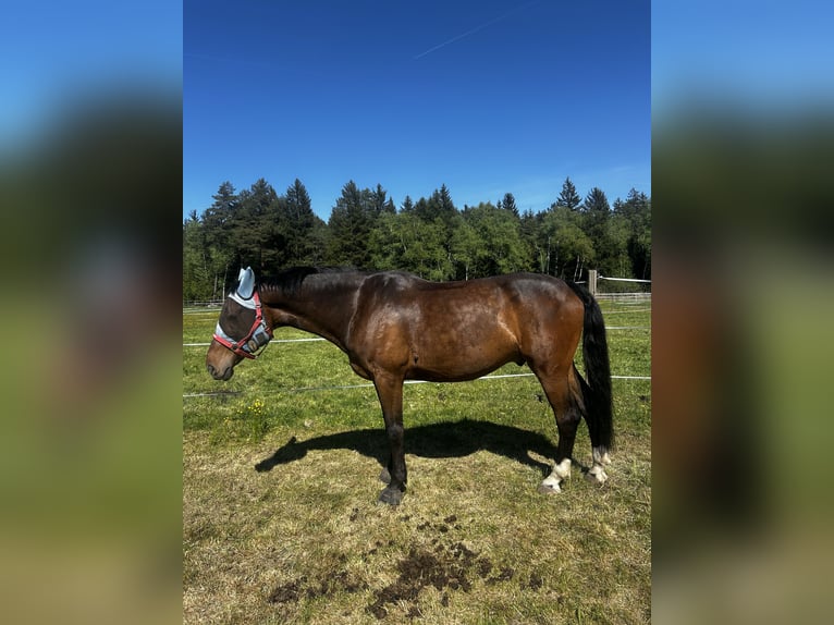 Austriacki koń gorącokrwisty Wałach 10 lat 172 cm Ciemnogniada in Halberstätten
