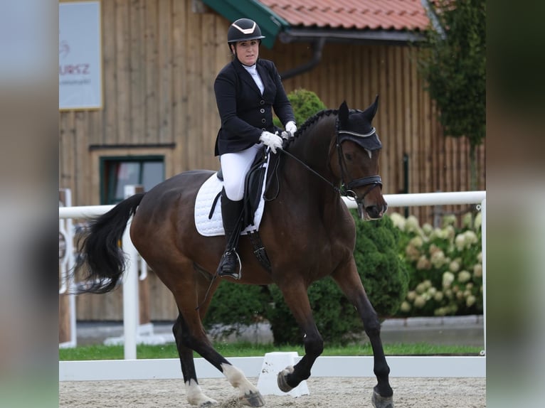 Austriacki koń gorącokrwisty Wałach 10 lat 172 cm Ciemnogniada in Halberstätten