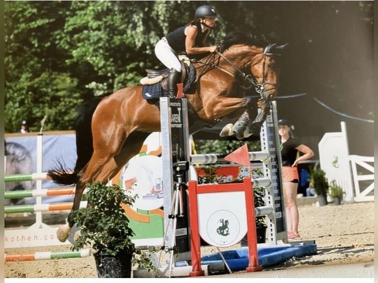 Austriacki koń gorącokrwisty Wałach 11 lat 168 cm Gniada in Altach