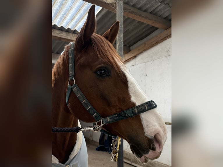 Austriacki koń gorącokrwisty Wałach 12 lat 165 cm Kasztanowata in Baden