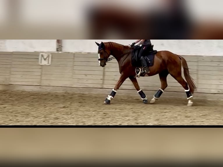 Austriacki koń gorącokrwisty Wałach 12 lat 165 cm Kasztanowata in Baden