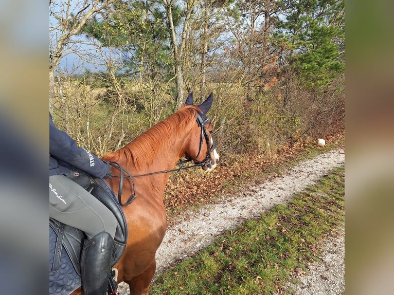 Austriacki koń gorącokrwisty Wałach 12 lat 165 cm Kasztanowata in Baden