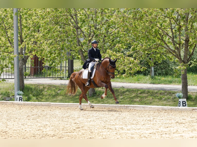 Austriacki koń gorącokrwisty Wałach 12 lat 170 cm Kasztanowata in Wels