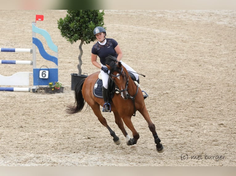 Austriacki koń gorącokrwisty Wałach 13 lat 165 cm Gniada in Kaltenbach