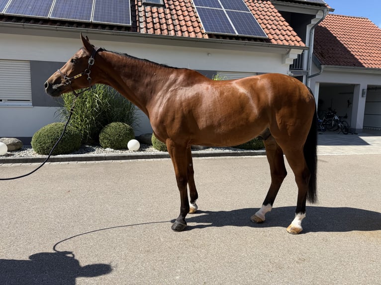 Austriacki koń gorącokrwisty Wałach 13 lat 172 cm Gniada in Schrobenhausen
