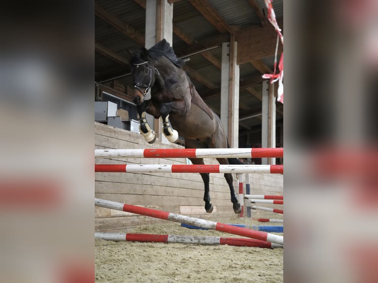 Austriacki koń gorącokrwisty Wałach 14 lat 167 cm Ciemnogniada in Kumberg