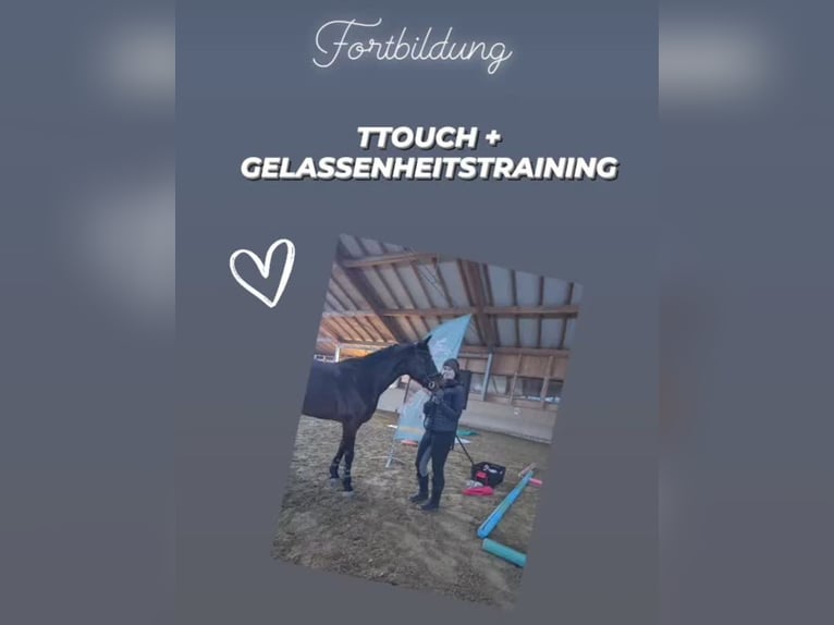 Austriacki koń gorącokrwisty Wałach 15 lat Gniada in Stegersbach