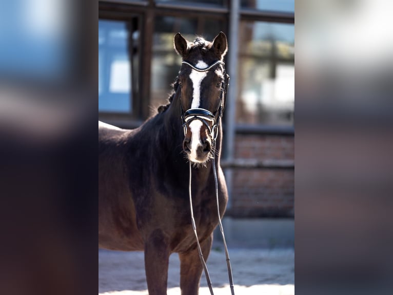 Austriacki koń gorącokrwisty Wałach 17 lat 173 cm Ciemnogniada in Heidesheim am Rhein