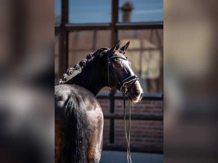 Austriacki koń gorącokrwisty Wałach 17 lat 173 cm Ciemnogniada in Heidesheim am Rhein