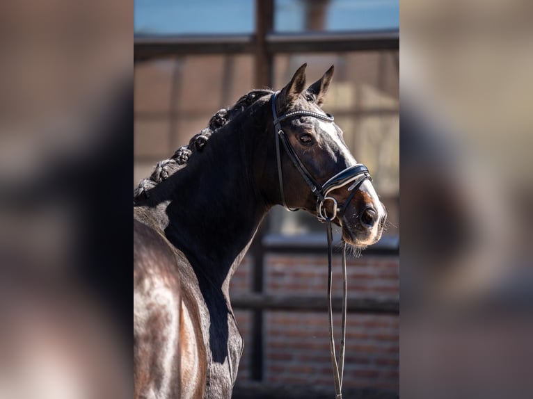 Austriacki koń gorącokrwisty Wałach 17 lat 173 cm Ciemnogniada in Heidesheim am Rhein