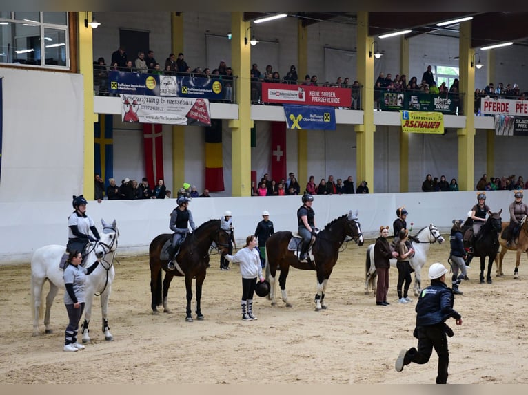 Austriacki koń gorącokrwisty Wałach 18 lat 168 cm Srokata in Stadl-Paura