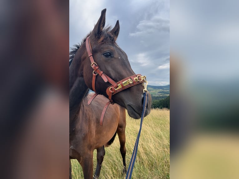 Austriacki koń gorącokrwisty Wałach 2 lat 165 cm Ciemnogniada in Neuhofen an der Ybbs