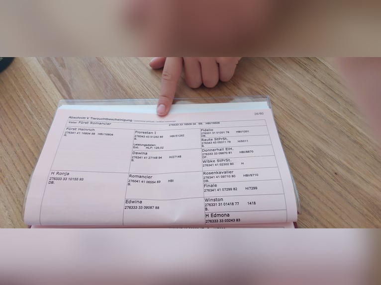 Austriacki koń gorącokrwisty Wałach 2 lat 170 cm in Au