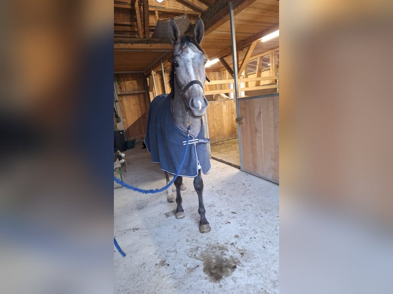 Austriacki koń gorącokrwisty Wałach 2 lat 170 cm Siwa jabłkowita in Au