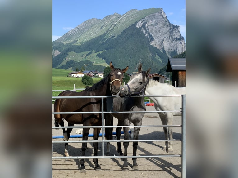 Austriacki koń gorącokrwisty Wałach 2 lat 170 cm Siwa jabłkowita in Au