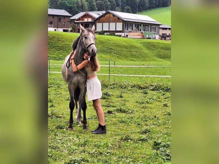Austriacki koń gorącokrwisty Wałach 2 lat 170 cm Siwa jabłkowita in Au