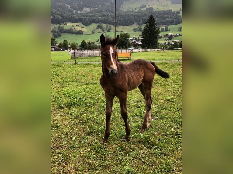 Austriacki koń gorącokrwisty Wałach 2 lat 170 cm Siwa jabłkowita in Au