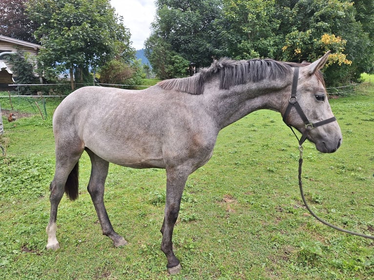 Austriacki koń gorącokrwisty Wałach 2 lat 170 cm Siwa jabłkowita in Au
