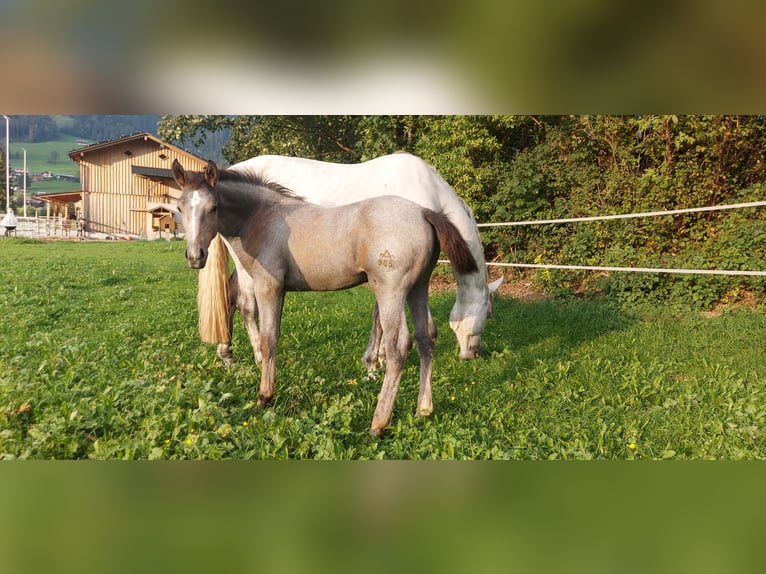 Austriacki koń gorącokrwisty Wałach 2 lat 170 cm Siwa jabłkowita in Au