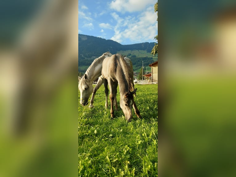 Austriacki koń gorącokrwisty Wałach 2 lat 170 cm Siwa jabłkowita in Au