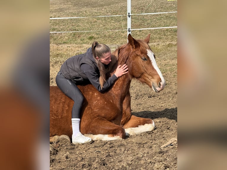 Austriacki koń gorącokrwisty Wałach 3 lat 160 cm Kasztanowata in Spielberg