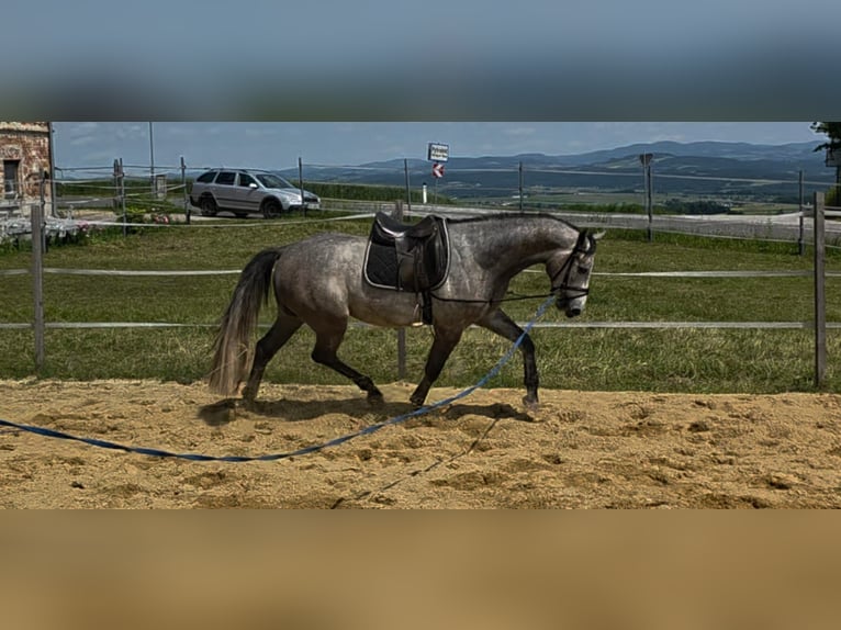 Austriacki koń gorącokrwisty Wałach 3 lat 160 cm Siwa jabłkowita in Wang