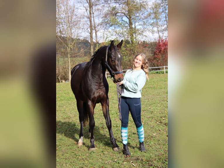 Austriacki koń gorącokrwisty Wałach 3 lat 168 cm Ciemnogniada in Schilderst. Paul