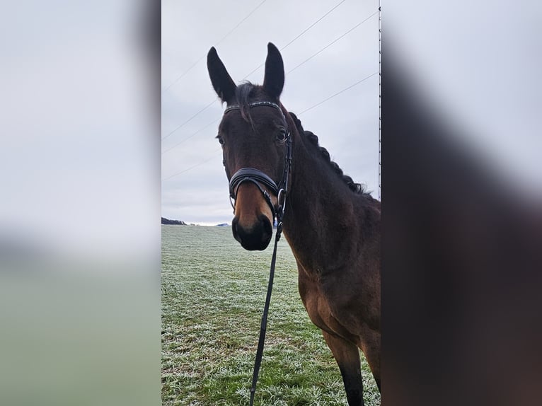 Austriacki koń gorącokrwisty Wałach 3 lat 168 cm Gniada in Steyr