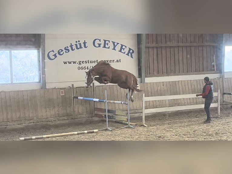 Austriacki koń gorącokrwisty Wałach 3 lat 168 cm Kasztanowata in Heiligenkreuz