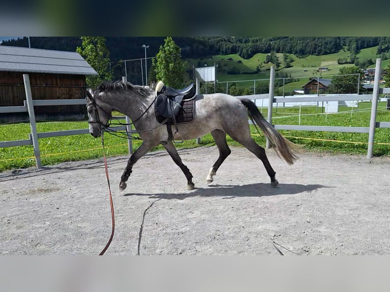 Austriacki koń gorącokrwisty Wałach 3 lat 170 cm Siwa jabłkowita in AU