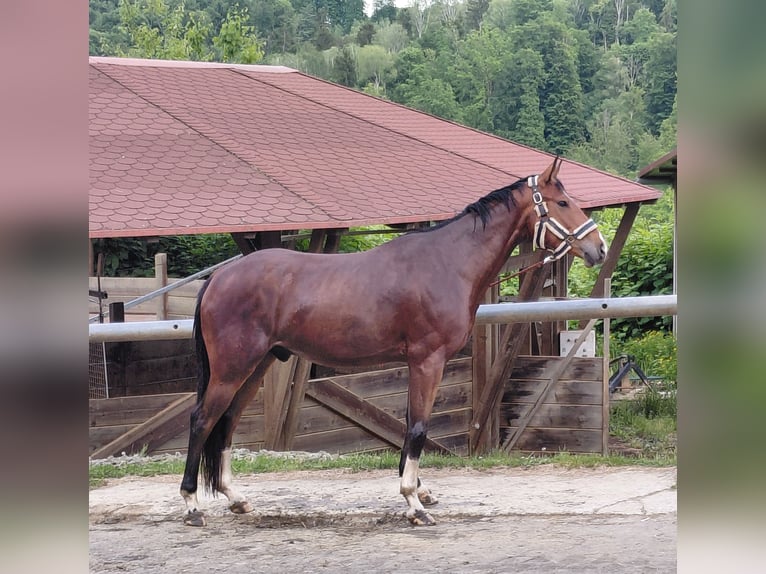 Austriacki koń gorącokrwisty Wałach 4 lat 155 cm Gniada in Feldbach