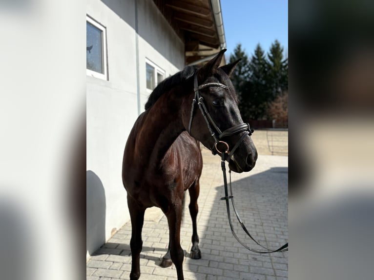 Austriacki koń gorącokrwisty Wałach 4 lat 158 cm Kara in Gummern