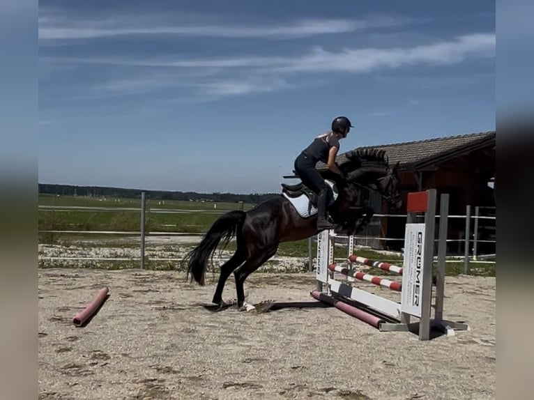 Austriacki koń gorącokrwisty Wałach 4 lat 162 cm Gniada in Lochen