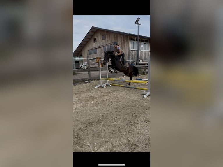 Austriacki koń gorącokrwisty Wałach 4 lat 162 cm Gniada in Lochen