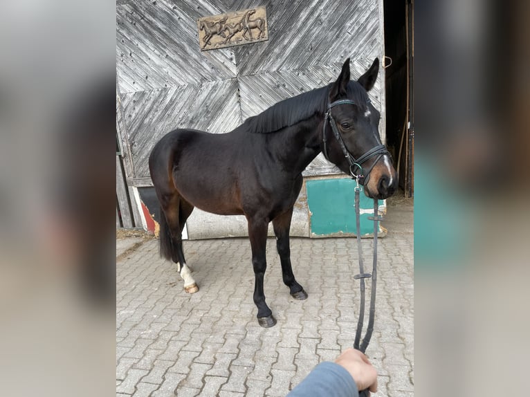 Austriacki koń gorącokrwisty Wałach 4 lat 162 cm Gniada in Lochen