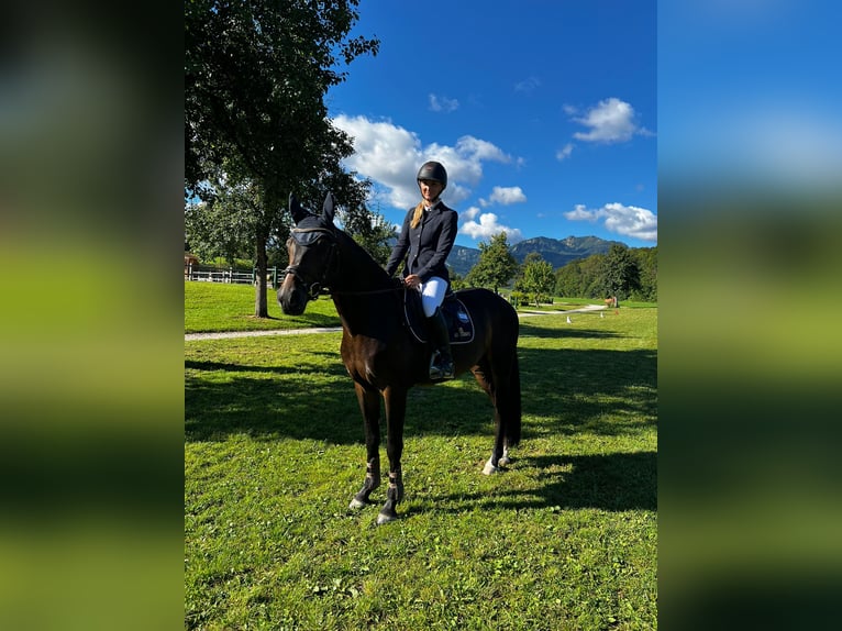 Austriacki koń gorącokrwisty Wałach 4 lat 162 cm Gniada in Lochen