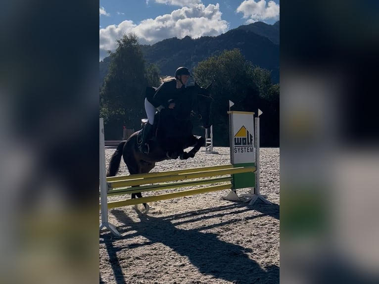 Austriacki koń gorącokrwisty Wałach 4 lat 162 cm Gniada in Lochen