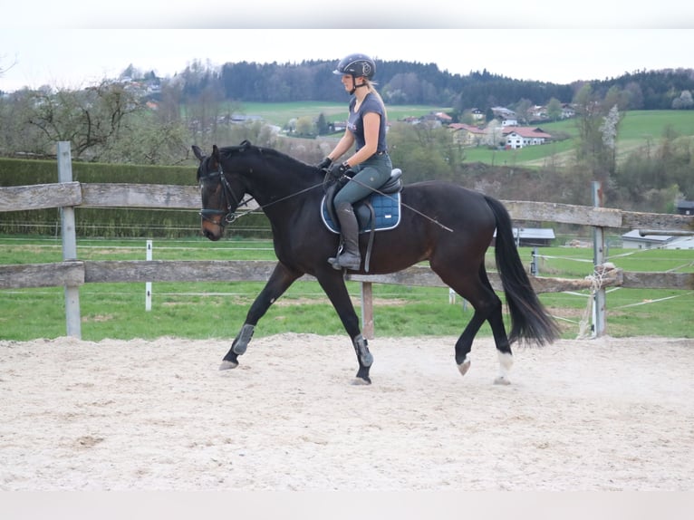 Austriacki koń gorącokrwisty Wałach 4 lat 162 cm Gniada in Lochen