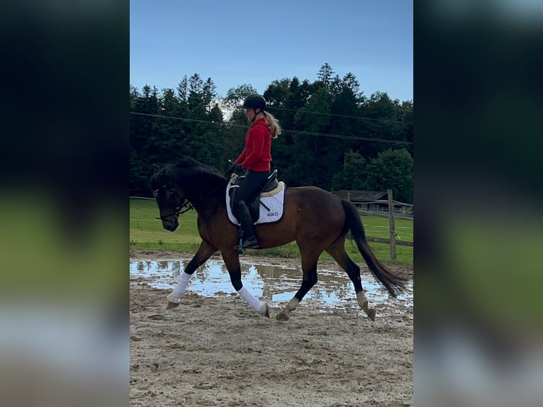 Austriacki koń gorącokrwisty Wałach 4 lat 166 cm Gniada in Wolnzach