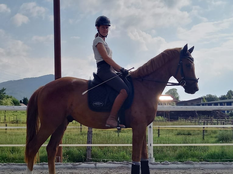 Austriacki koń gorącokrwisty Wałach 4 lat 168 cm Kasztanowata in Pöllau