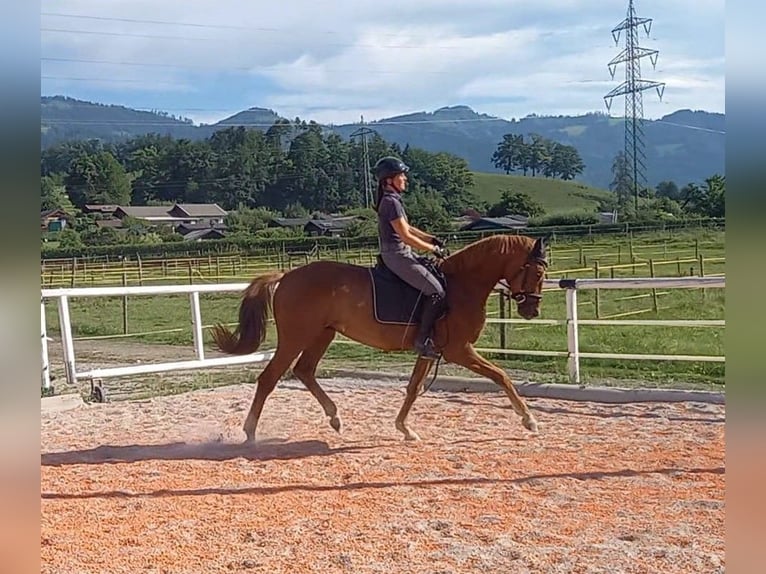 Austriacki koń gorącokrwisty Wałach 4 lat 168 cm Kasztanowata in Pöllau