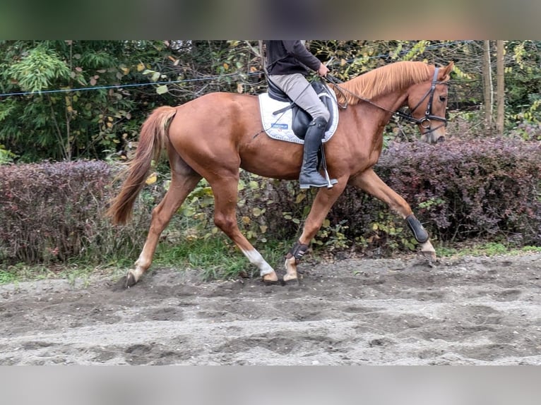Austriacki koń gorącokrwisty Wałach 4 lat 168 cm Kasztanowata in Pöllau