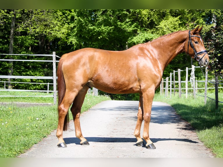 Austriacki koń gorącokrwisty Wałach 4 lat 169 cm Kasztanowata in Gleisdorf