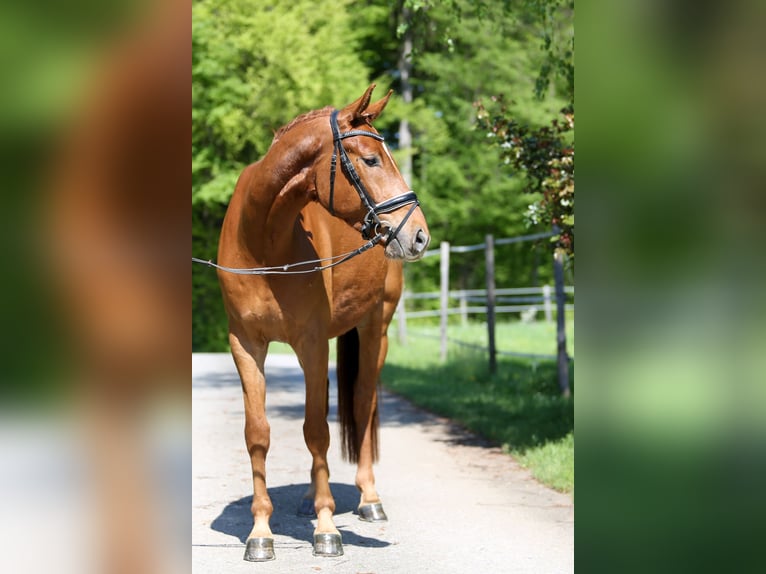 Austriacki koń gorącokrwisty Wałach 4 lat 169 cm Kasztanowata in Gleisdorf